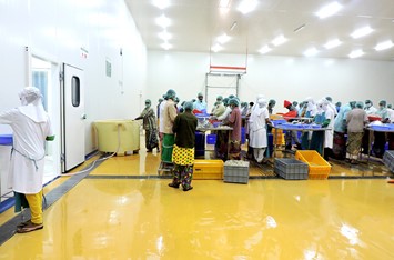 Neeli Aqua Specifies Flowfresh for New Shrimp Processing Facility